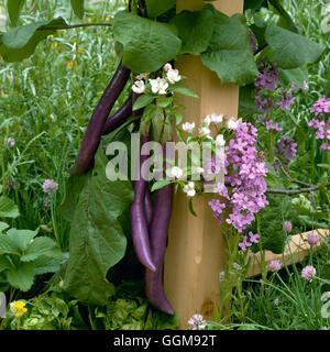 Aubergine - `Violetti di Firenze' - (On 'The Edible Garden' exhibit at Chelsea FS 1994  by Julie Toll)   VEG057149  Co Stock Photo